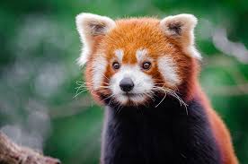  Red Panda Looking At something